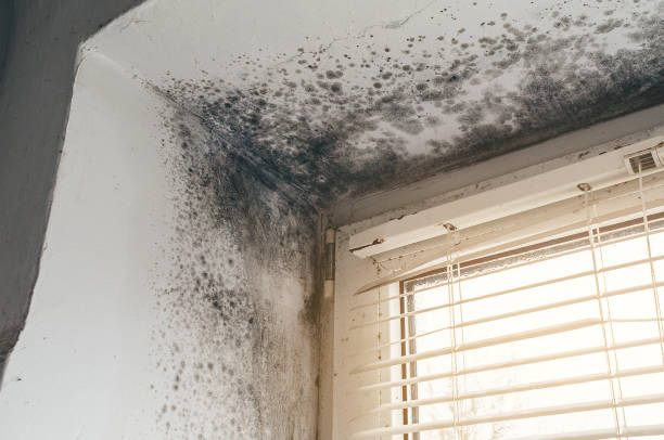Trusted Attic Mold Removal service in Elizabeth, NJ - Cheap Mold Removal